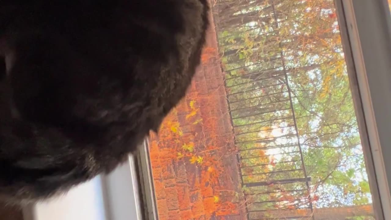 😂👏 This Cat's Soundtrack is WILD! Not My Cat | FunFM