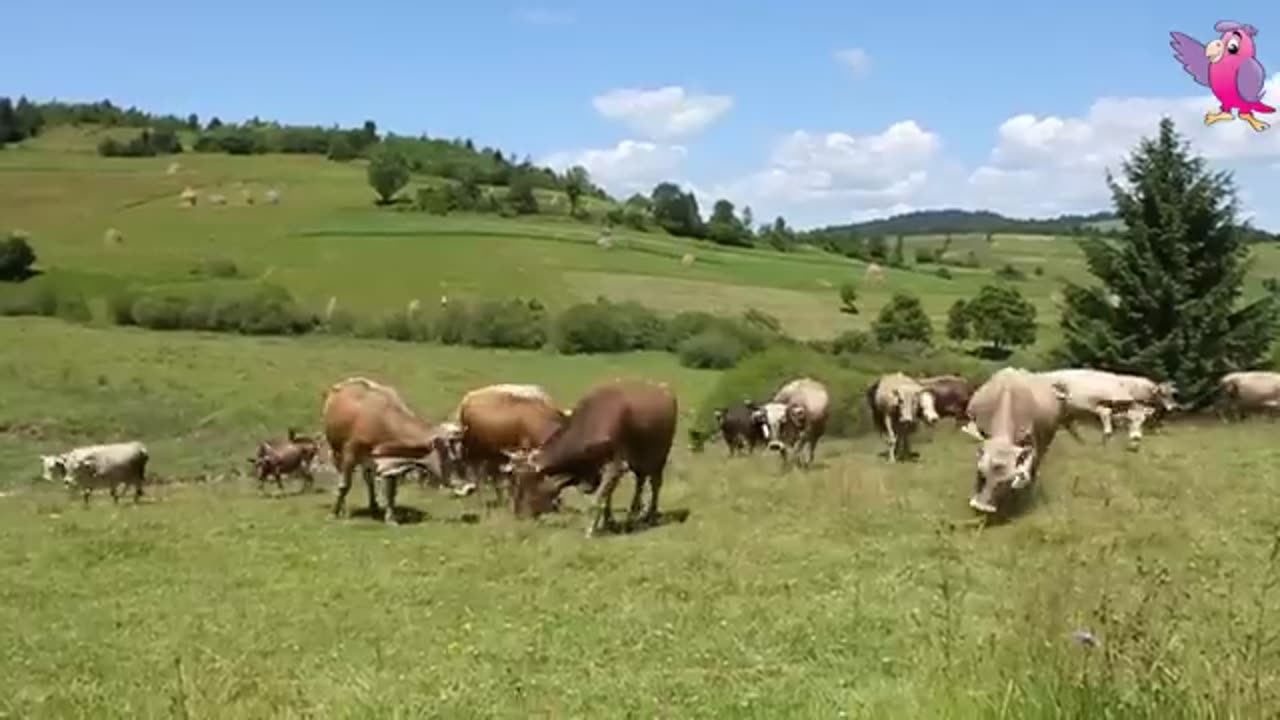 cow life