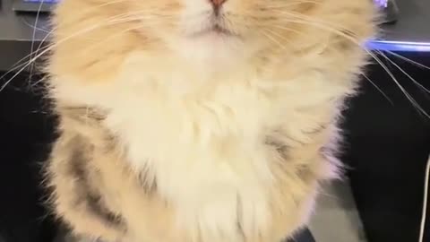 Cat cute and funny video