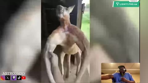 Kangaroo Said “Run It” 💀🦘