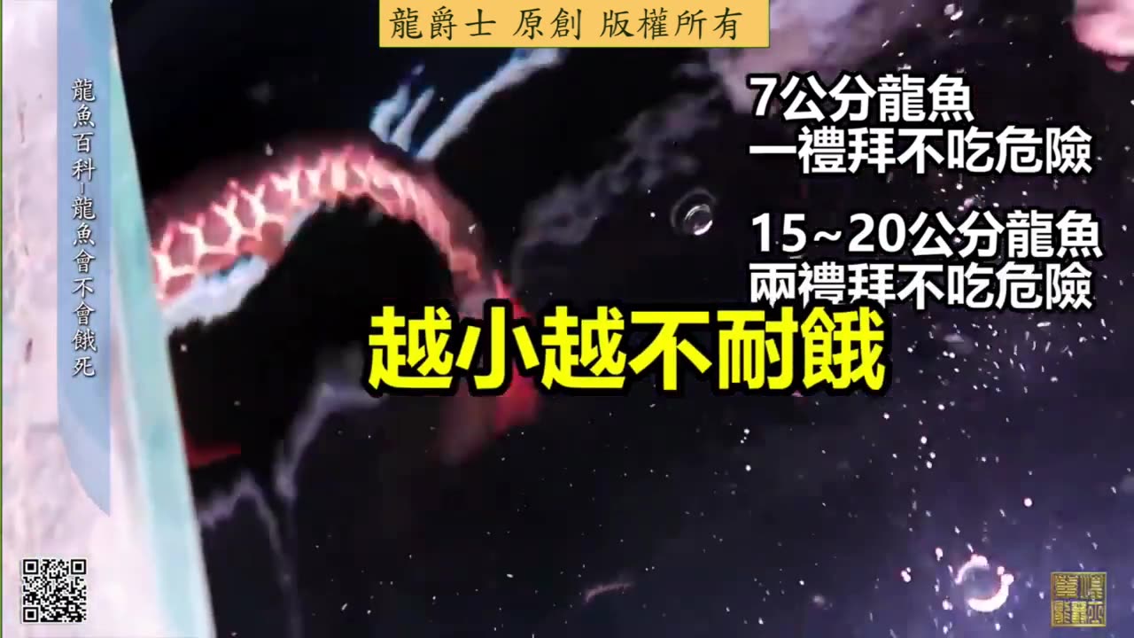 【龍爵士】龍魚百科 龍魚會不會餓死