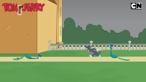 Funny Tom and Jerry_ The Great Pyramid Of Chaos!