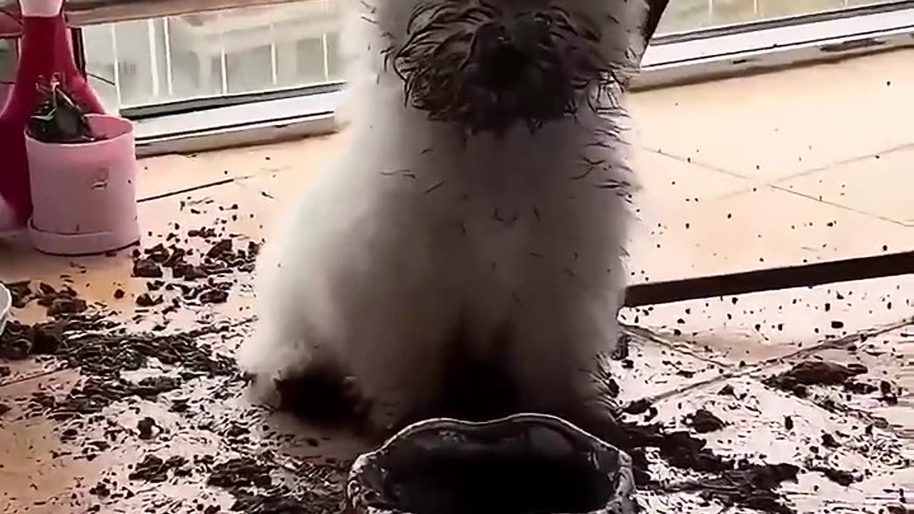 Cat and dog are always funny #funny #cutespets #cat #cuteecats #pets #animals #cute