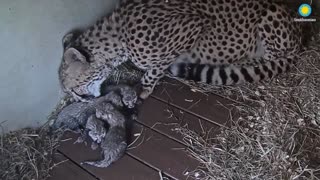 Four cheetah cubs have been born at the Smithsonian’s Conservation Biology Institute