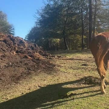 Horses are Messing with Me!!