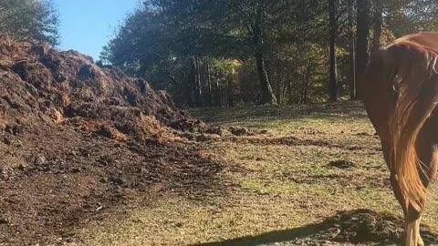 Horses are Messing with Me!!