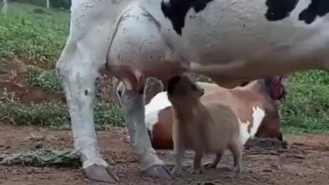 A capybara discovered that cows have an infinite food hack..🦫🥰