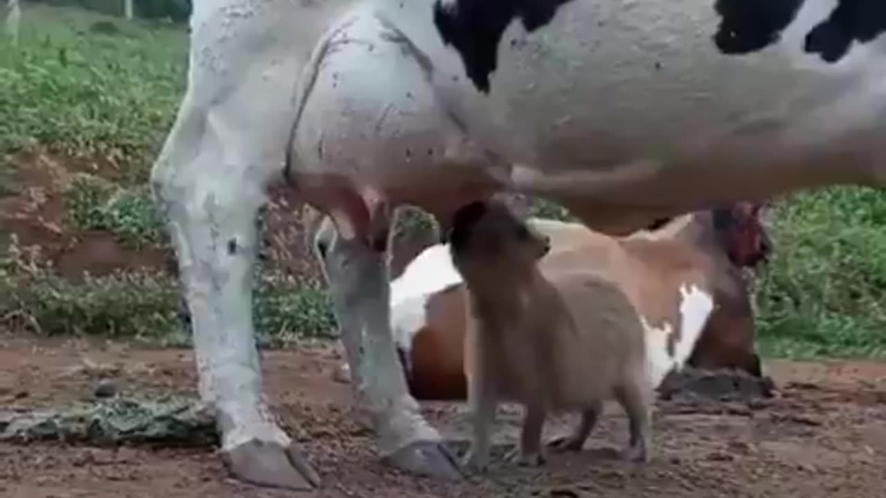 A capybara discovered that cows have an infinite food hack..🦫🥰