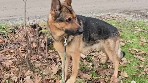 Sable german shepherd.