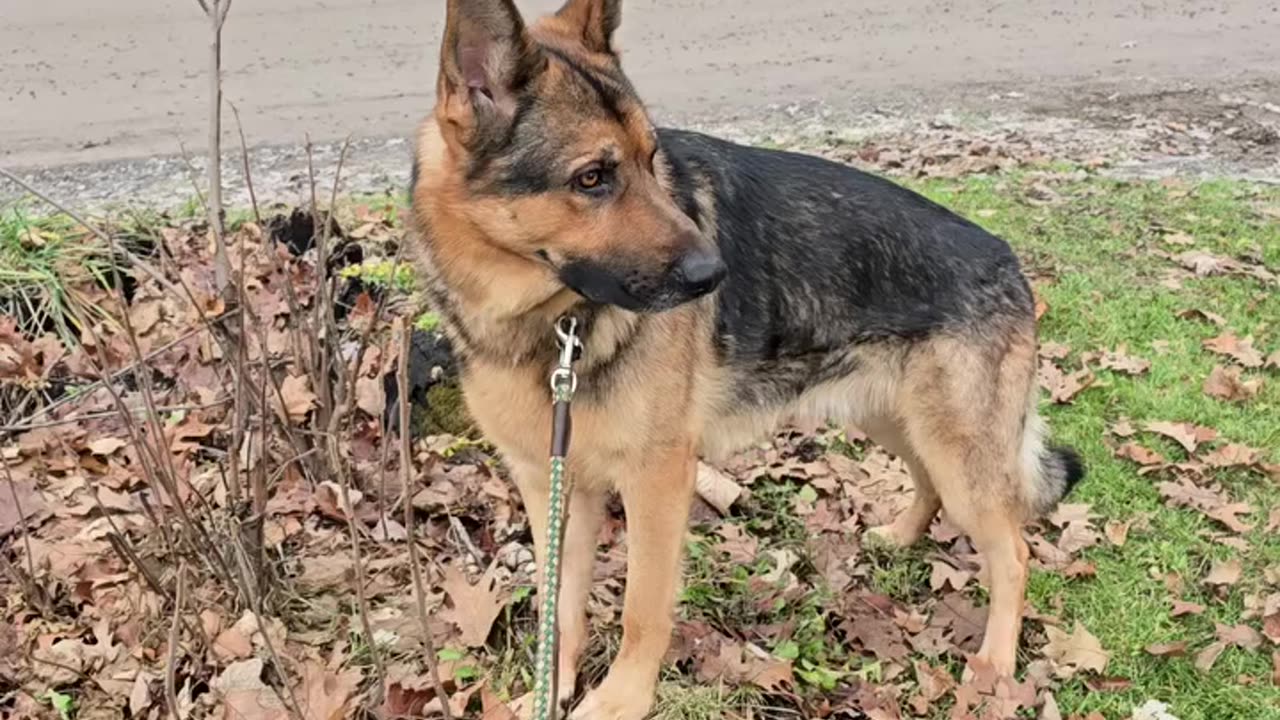 Sable german shepherd.