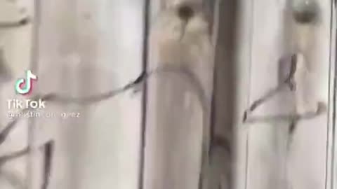 👹🕷️ Rake Terror Strikes Again! You Won't Believe This Encounter | TheHauntingHour