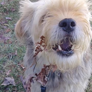 Roscoe has an opinion !!!