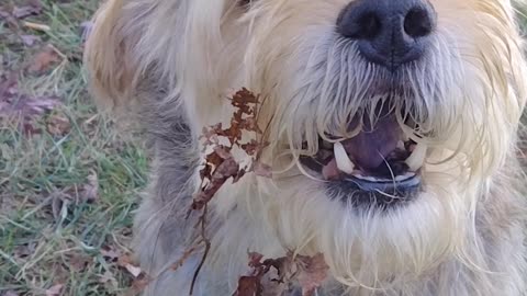 Roscoe has an opinion !!!