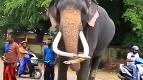 Sri Lanka Wasana Elephant