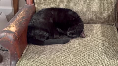Cute Precious Piper Loafs on the Lobby Chair - My Adopted Shelter Cat Vlog