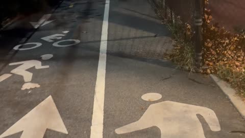 Friendly Toy Poodle Just Wanted to Make Friends