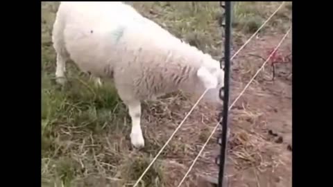 Animals Getting Shocked