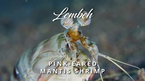 Pink-eared Mantis Shrimp