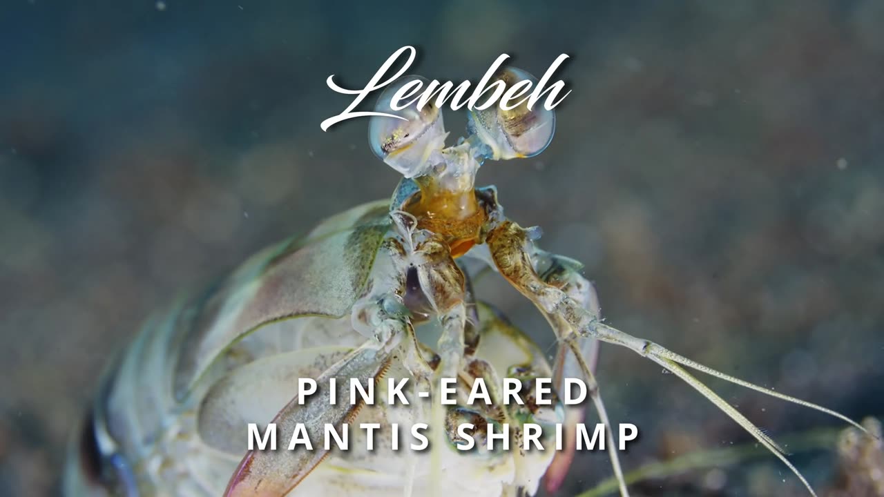 Pink-eared Mantis Shrimp
