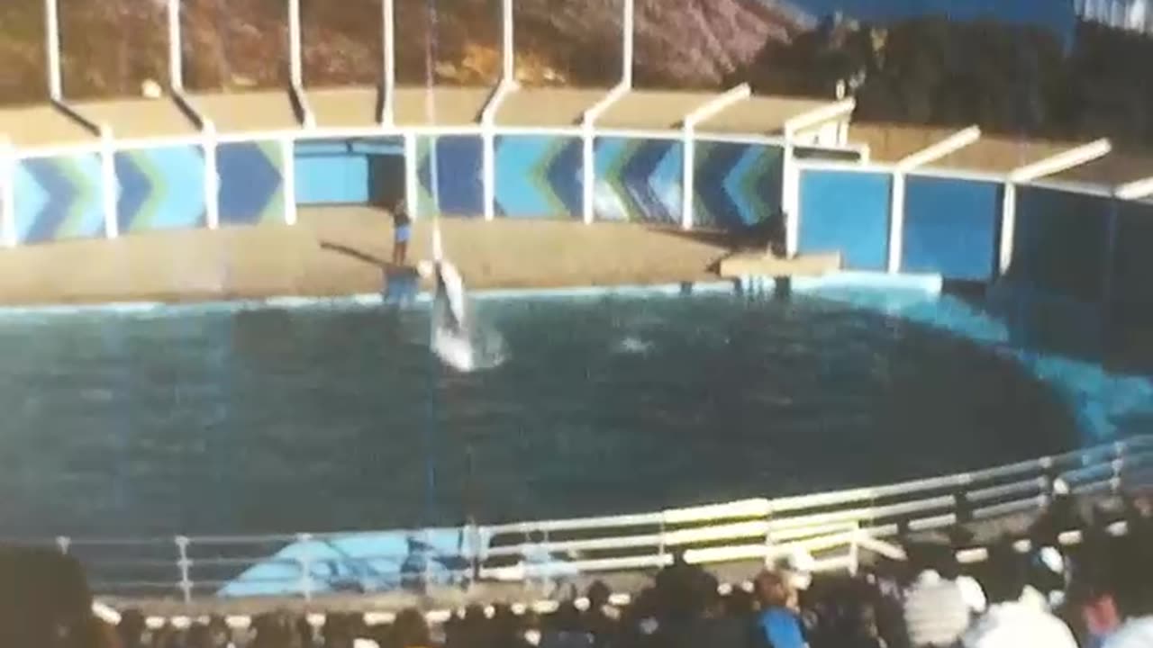 Sea World California 1977