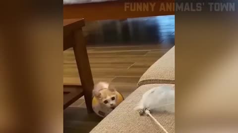 🤣Funniest Cat And Dogs Video Funny Animals Video