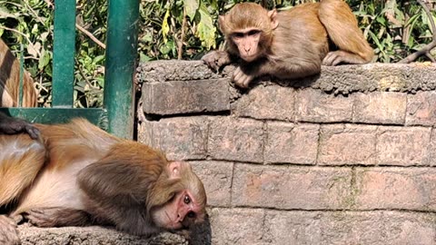 Today you can see this bon bon baby monkey kiki. The monkey is eating oranges in the temple