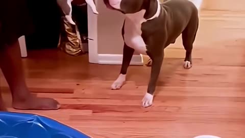 Dogs meet new friends