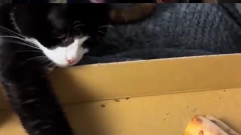 Cat Wants A Slice Of Pizza