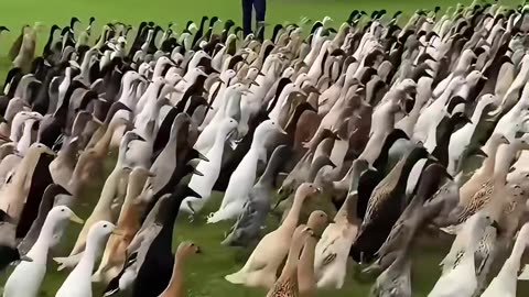 Happy duck.🐣🐥💕 #animal #duck #funnyvideo