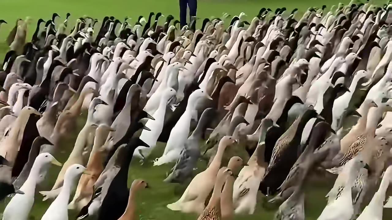 Happy duck.🐣🐥💕 #animal #duck #funnyvideo