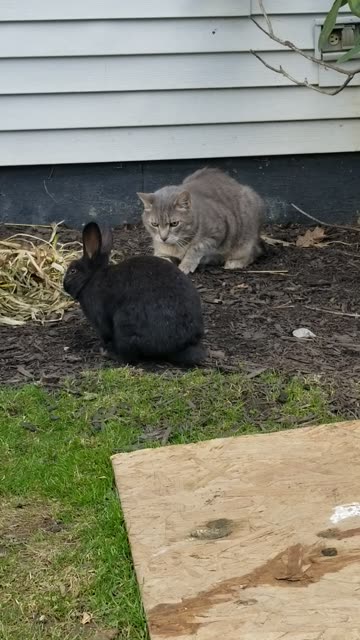 A rabbit, a cat, and goose walk onto a farm... #SparklegleamFarm #Lemongrab #Tooey #Cory #Bunny