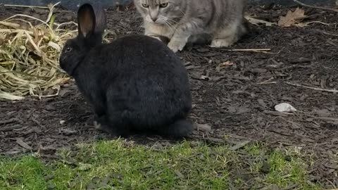A rabbit, a cat, and goose walk onto a farm... #SparklegleamFarm #Lemongrab #Tooey #Cory #Bunny