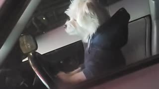 😂🐾 You Won't Believe What This Little Fella Does! | FunFM