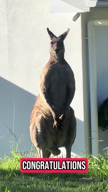 Australian kangaroo is big