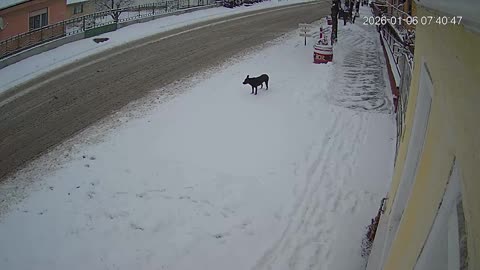 Autók között szaladgáló kutya, és kutyatámadás tarcalon a helyi jegyző és barátai támogatásával!!