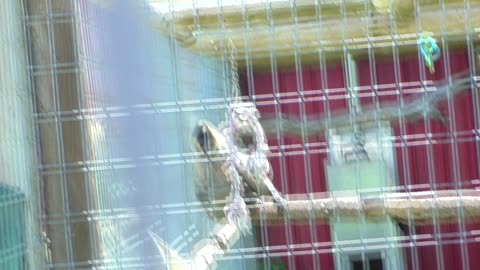 Brilliant close ups of Mowgli lip smacking at bnkywuv