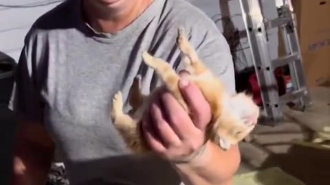 🐱😮 Watch This Kitten Play Dead When Caught By Owner! | FeedMyCuriosity