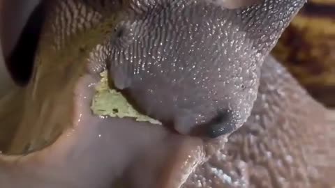 🤯✨ You Won't Believe How This Snail Eats! | FeedMyCuriosity