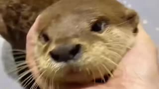 Otter Play