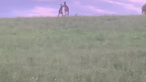 Kangaroo fighting