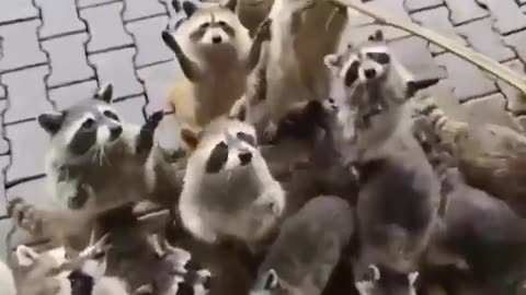 🤯🦝 Watch This Albino Raccoon's Eye Struggle – Mind-Blowing Adaptation! | FeedMyCuriosity