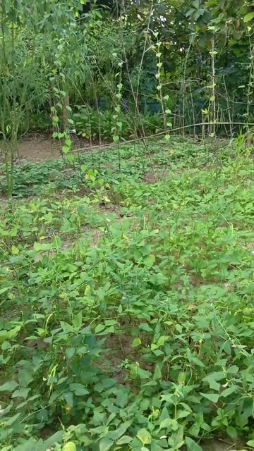 A Vegetable Garden