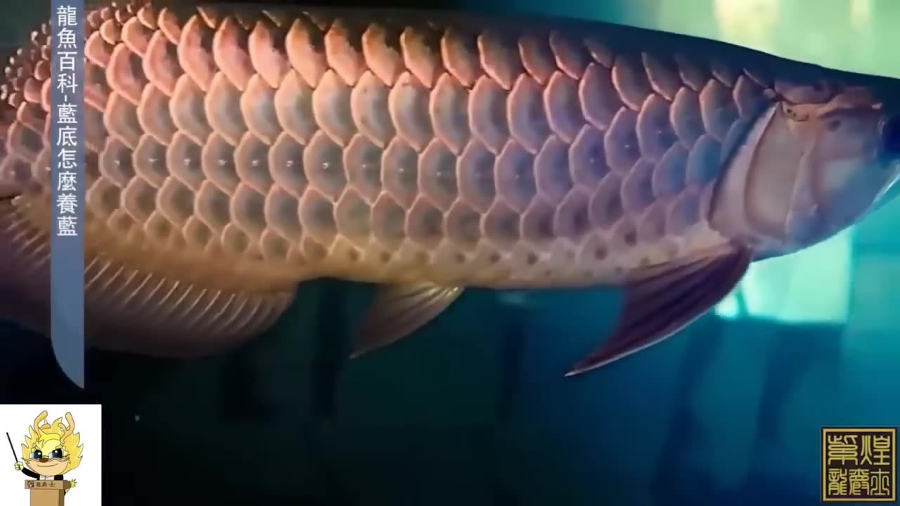 【龍爵士】 龍魚百科 藍底金龍怎麼養藍