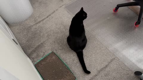 Cute Precious Piper Luxuriates in Her Clean Office - My Adopted Shelter Cat Vlog