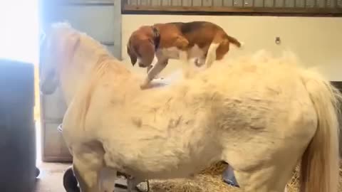 Dog the horse shearer