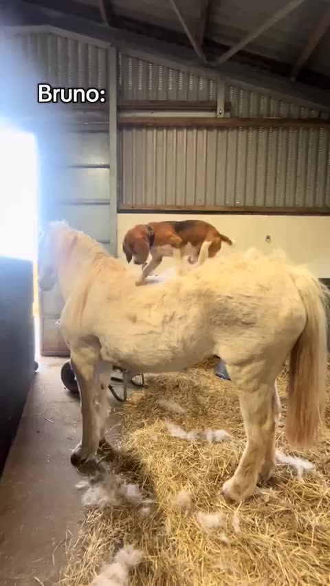 Dog the horse shearer