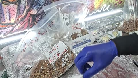 Mycology Mondays #125 3 LC to Ziploc Tek Grain inoculations