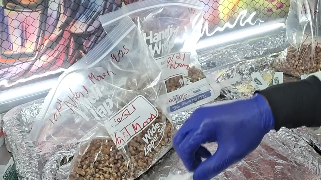 Mycology Mondays #125 3 LC to Ziploc Tek Grain inoculations