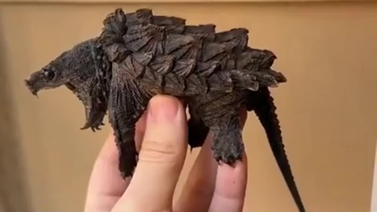 🧠✨ Meet the Fiercest Tiny Turtle You’ve Never Seen Before! | FeedMyCuriosity