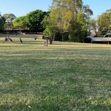 Mob of kangaroos in Australia